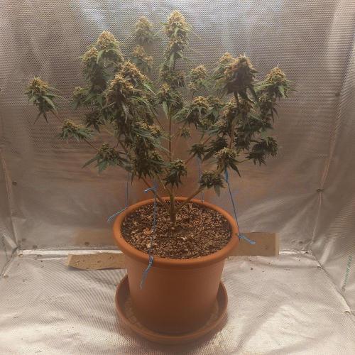 Purple Lemonade and Royal Gorilla. Week 12 - Royal Gorilla - Day 84