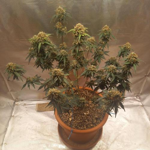 Purple Lemonade and Royal Gorilla. Week 12 - Royal Gorilla - Day 84