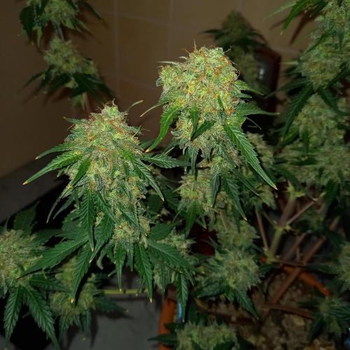 Purple Lemonade and Royal Gorilla. Week 13