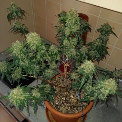 Purple Lemonade and Royal Gorilla. Week 13