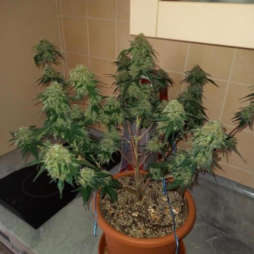 Purple Lemonade and Royal Gorilla. Week 13