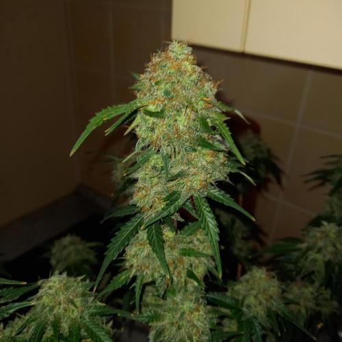 Purple Lemonade and Royal Gorilla. Week 13