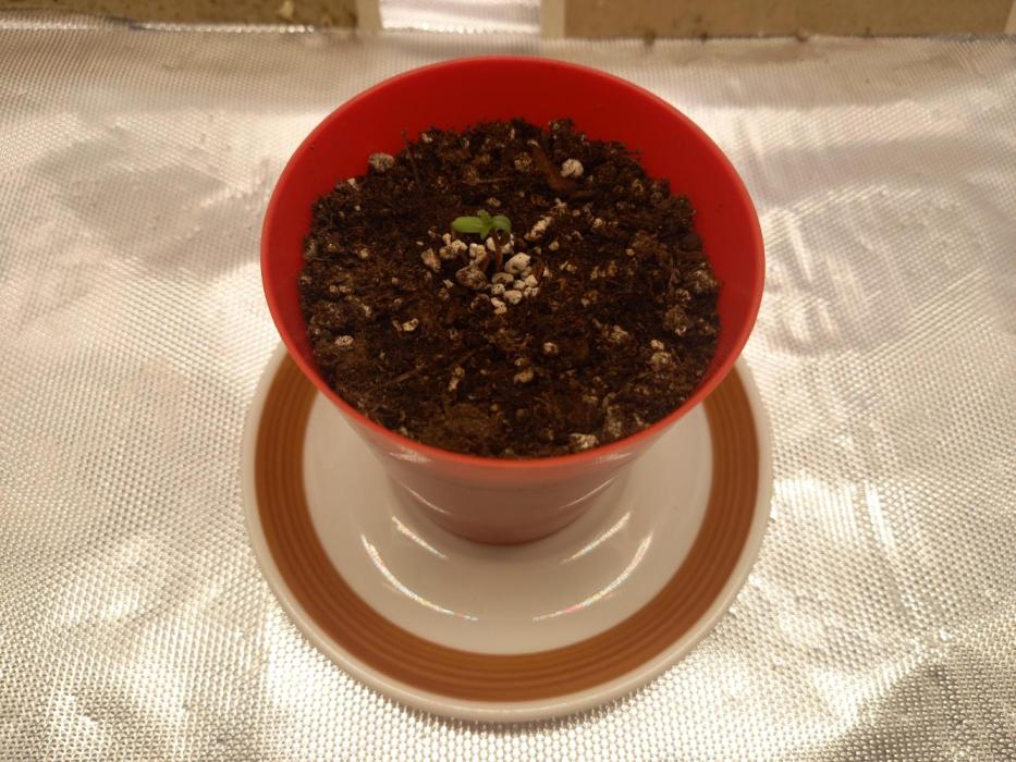 Gorilla Z. Week 0 - Day 1