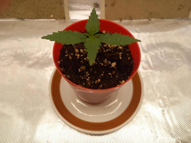 Gorilla Z Auto. Week 1