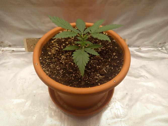 Gorilla Z Auto. Week 2