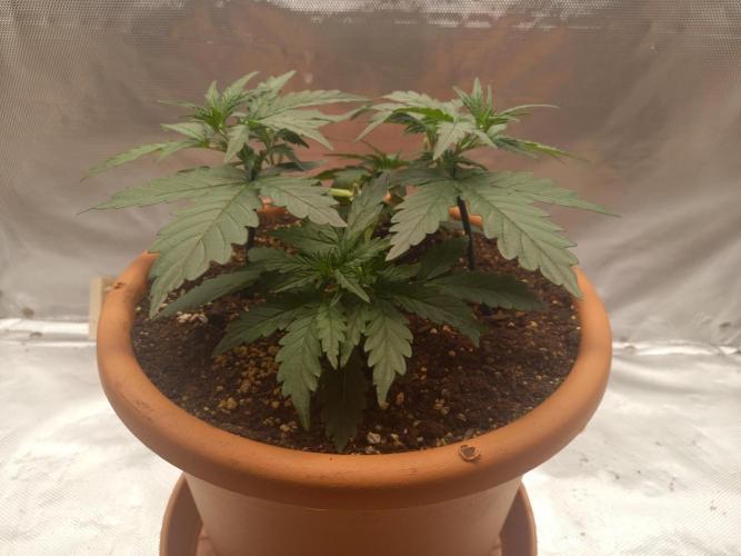 Gorilla Z. Week 3 - Day 21