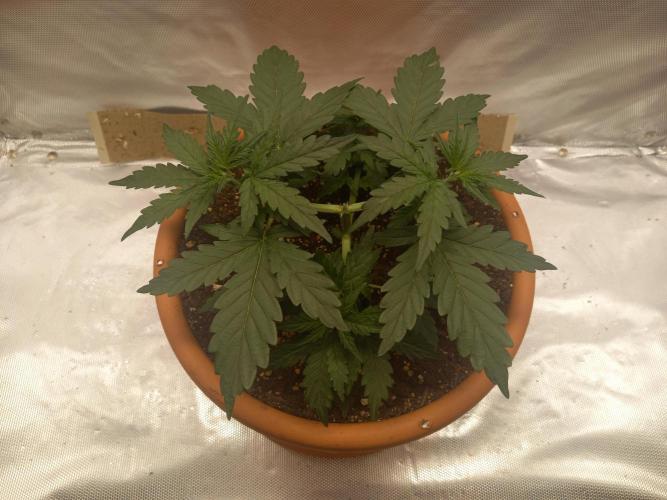 Gorilla Z Auto. Week 3