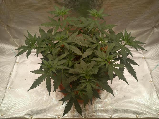 Gorilla Z. Week 4 - Day 28