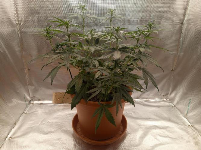 Gorilla Z. Week 5 - Day 35