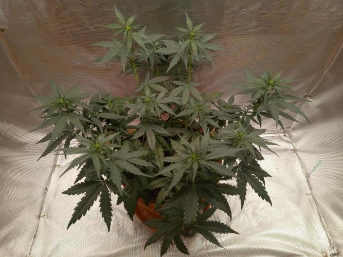 Gorilla Z. Week 5 - Day 35