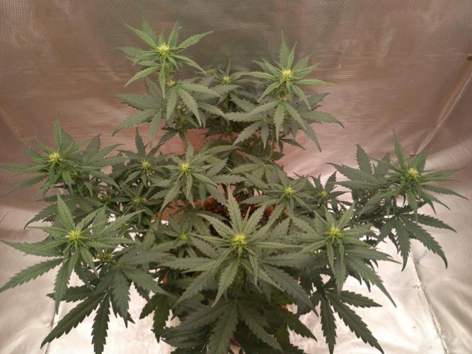 Gorilla Z. Week 6 - Day 42