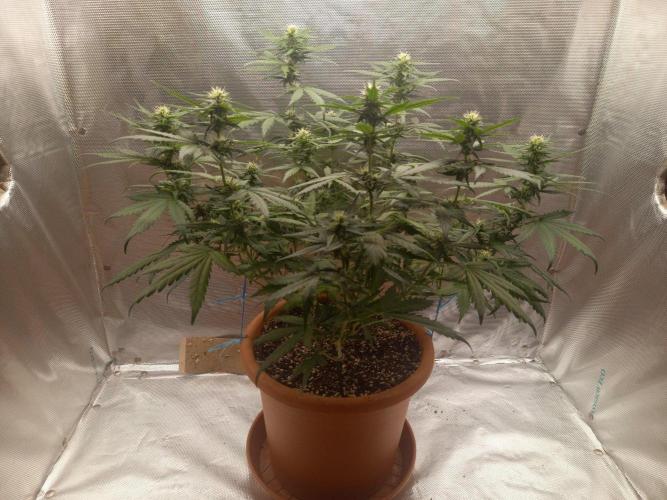 Gorilla Z. Week 7 - Day 49