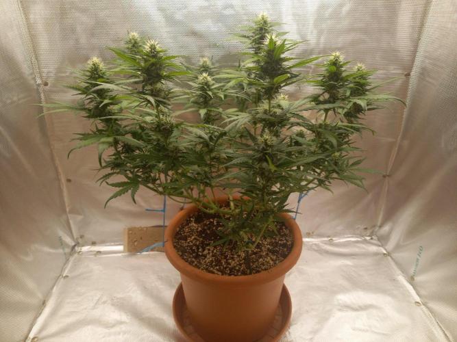 Gorilla Z. Week 8 - Day 56