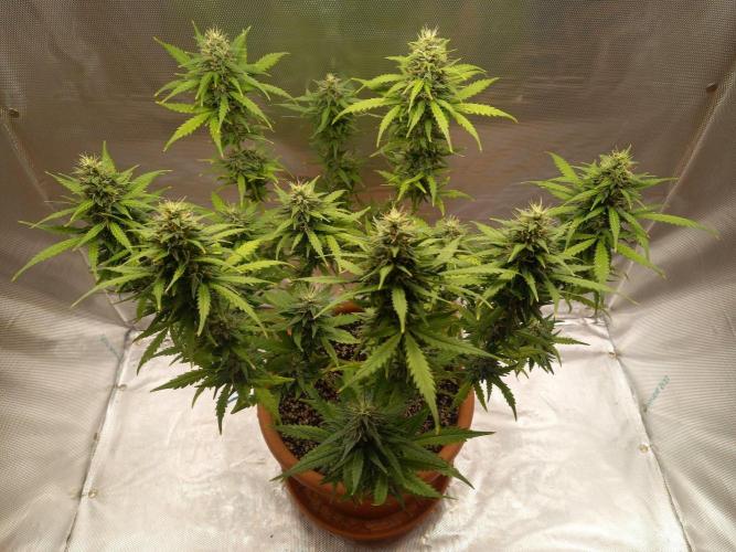 Gorilla Z Auto. Week 10