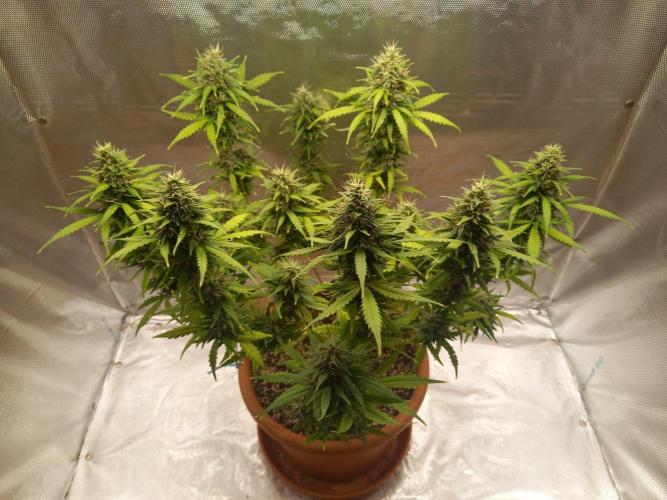 Gorilla Z. Week 11 - Day 77