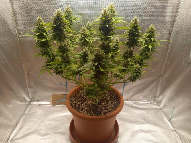 Gorilla Z. Week 11 - Day 77
