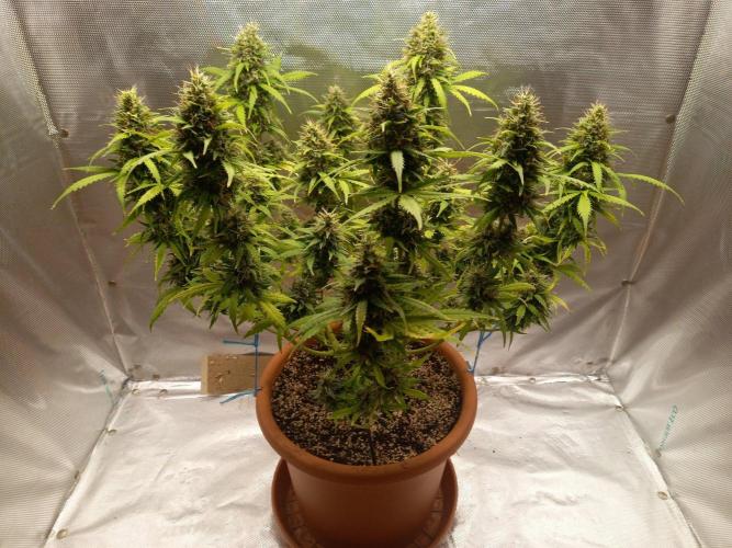 Gorilla Z. Week 12 - Day 84