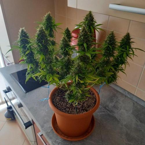 Gorilla Z. Week 13