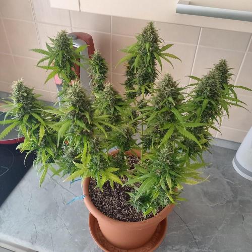 Gorilla Z. Week 13