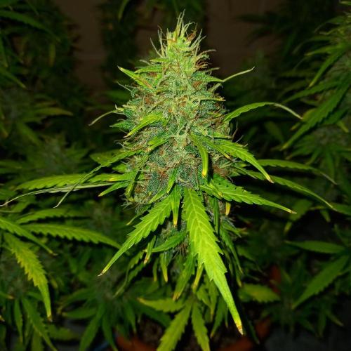 Gorilla Z. Week 13