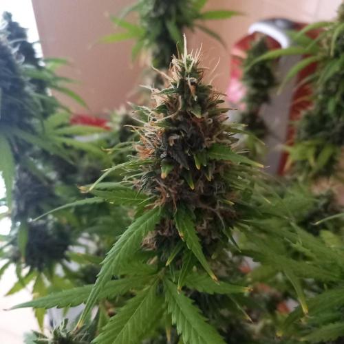 Gorilla Z Auto. Week 13