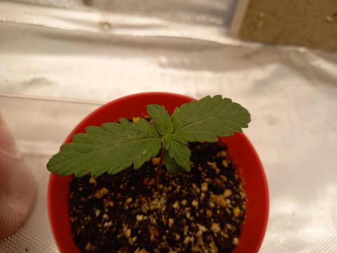 Purple Lemonade and Royal Gorilla. Week 1 - Royal Gorilla - Day 7
