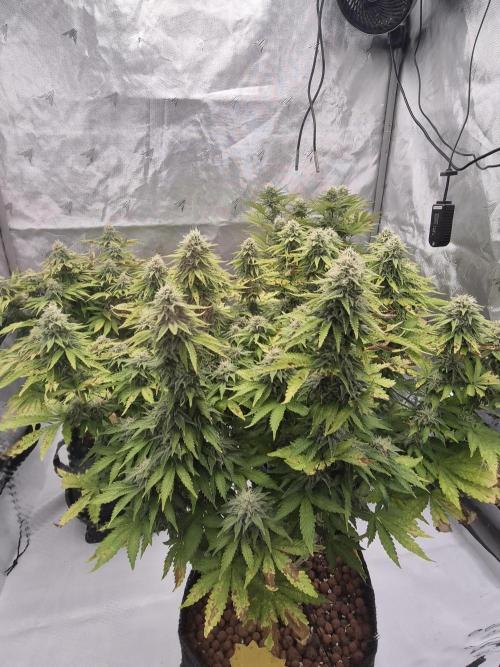 Orange Bud. Week 7 - Pheno 1