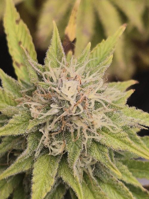 Orange Bud. Week 7 - Pheno 1