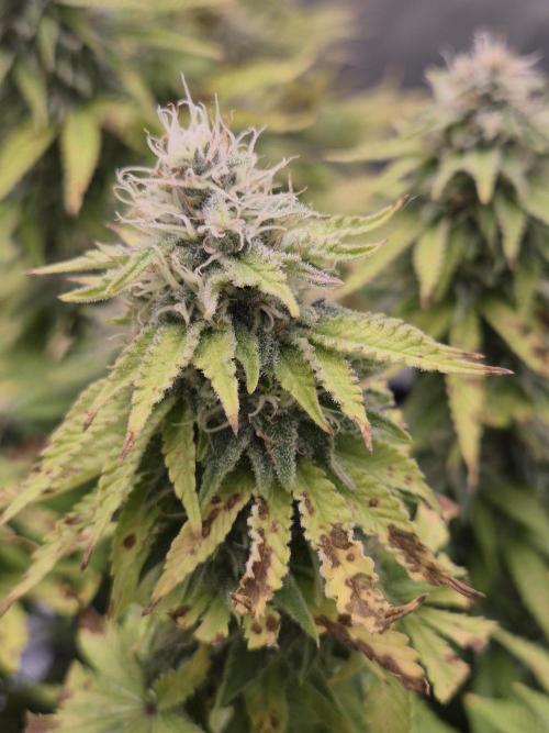 Orange Bud. Week 7 - Pheno 1