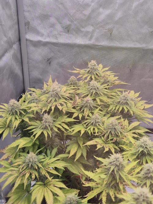 Orange Bud. Week 7 - Pheno 2