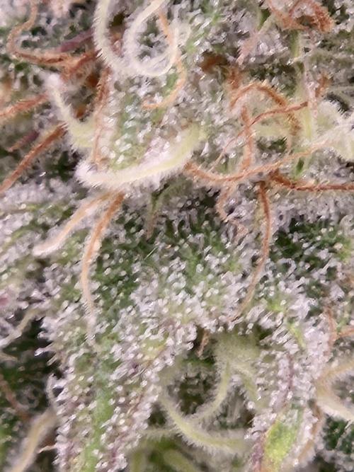 Orange Bud. Week 7 - Pheno 2