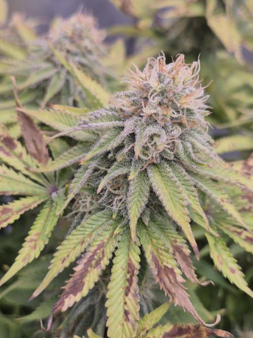 Orange Bud. Week 7 - Pheno 2