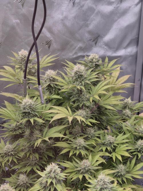 Orange Bud. Week 7 - Pheno 3
