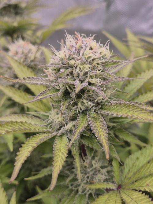 Orange Bud. Week 7 - Pheno 3