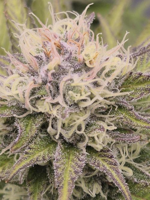 Orange Bud. Week 7 - Pheno 3