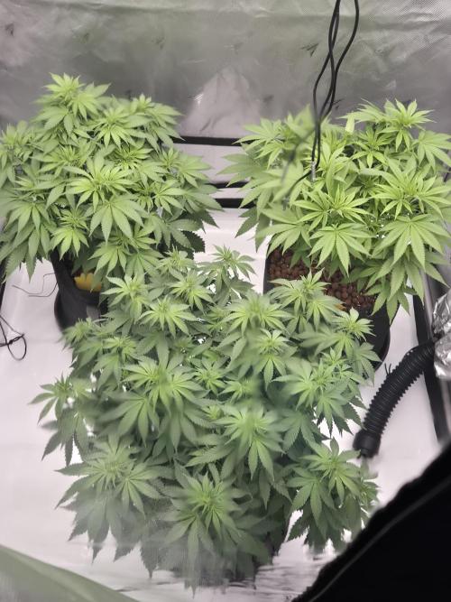Orange Bud. Week 1 - Flowering Week 1