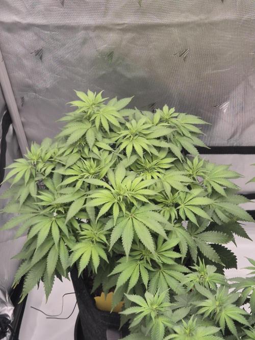 Orange Bud. Week 1 - Flowering Week 1