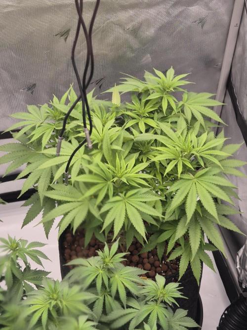 Orange Bud. Week 1 - Flowering Week 1