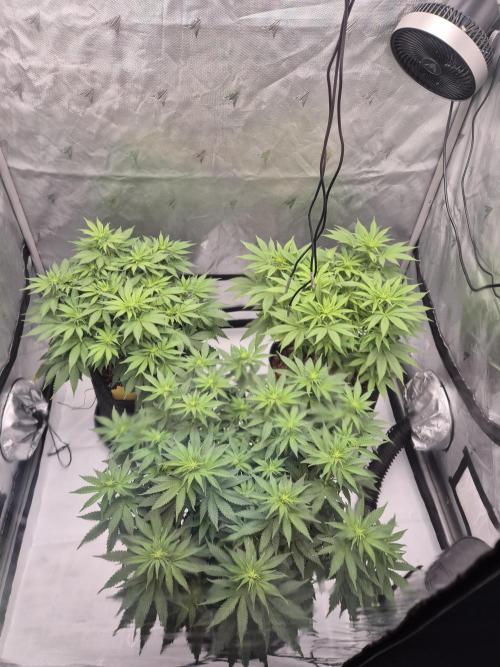 Orange Bud. Week 2