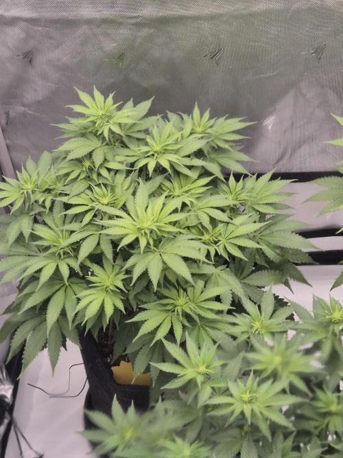 Orange Bud. Week 2