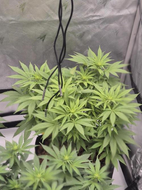 Orange Bud. Week 2