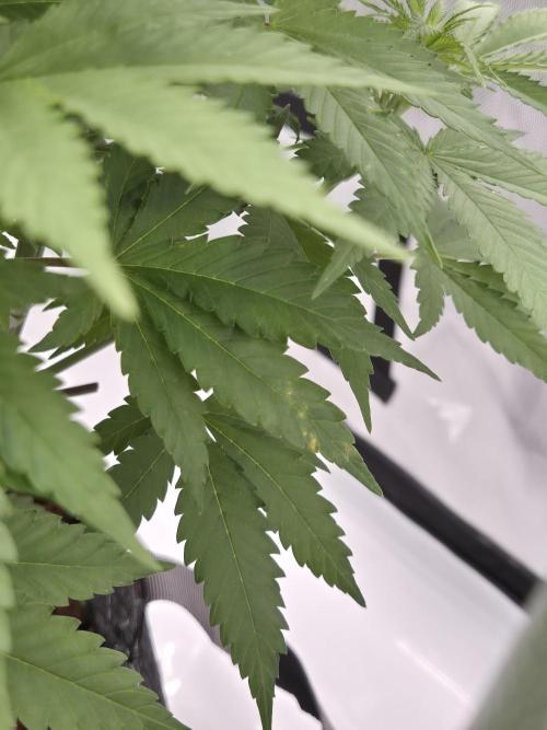 Orange Bud. Week 2