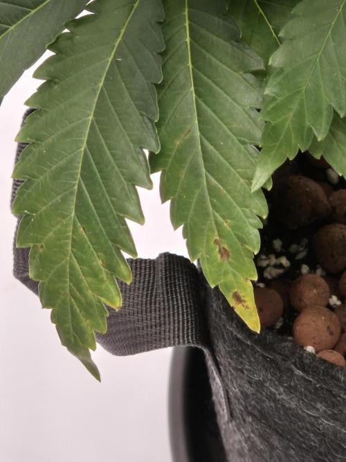 Orange Bud. Week 2