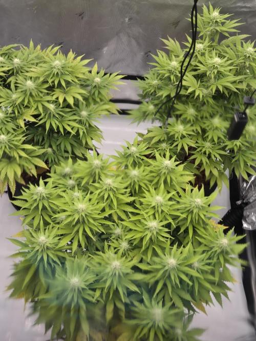 Orange Bud. Week 4