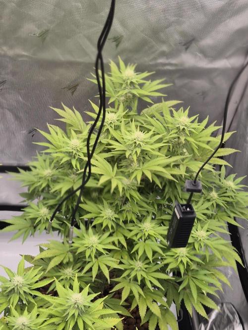 Orange Bud. Week 4