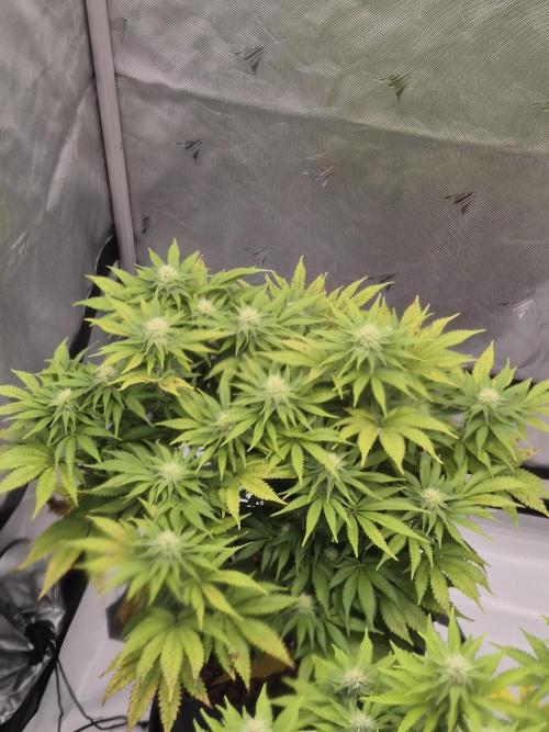 Orange Bud. Week 4
