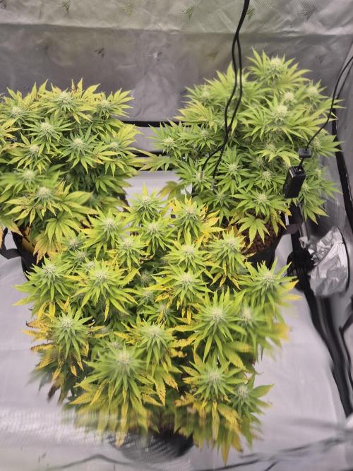Orange Bud. Week 5