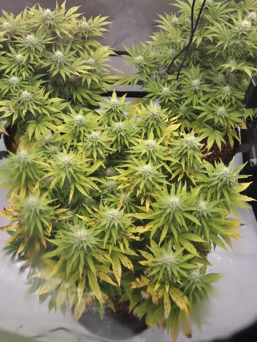 Orange Bud. Week 5
