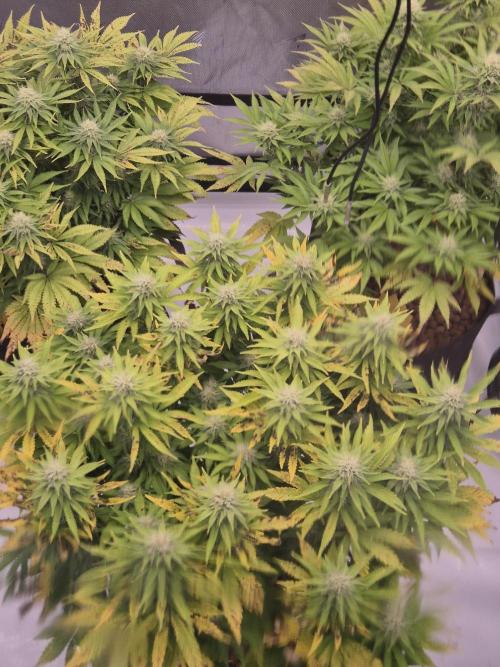 Orange Bud. Week 5