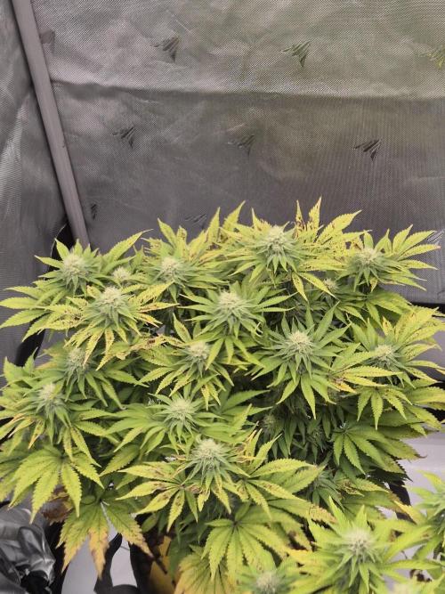 Orange Bud. Week 5